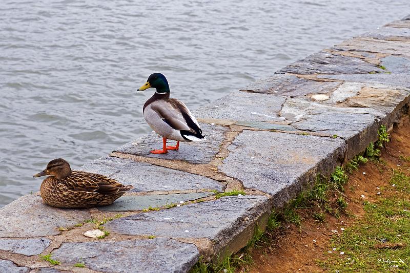 20080403_115125 D300 P.jpg - Birds at Tidal Basin